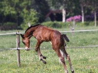 Fohlen-30-5-2010 549